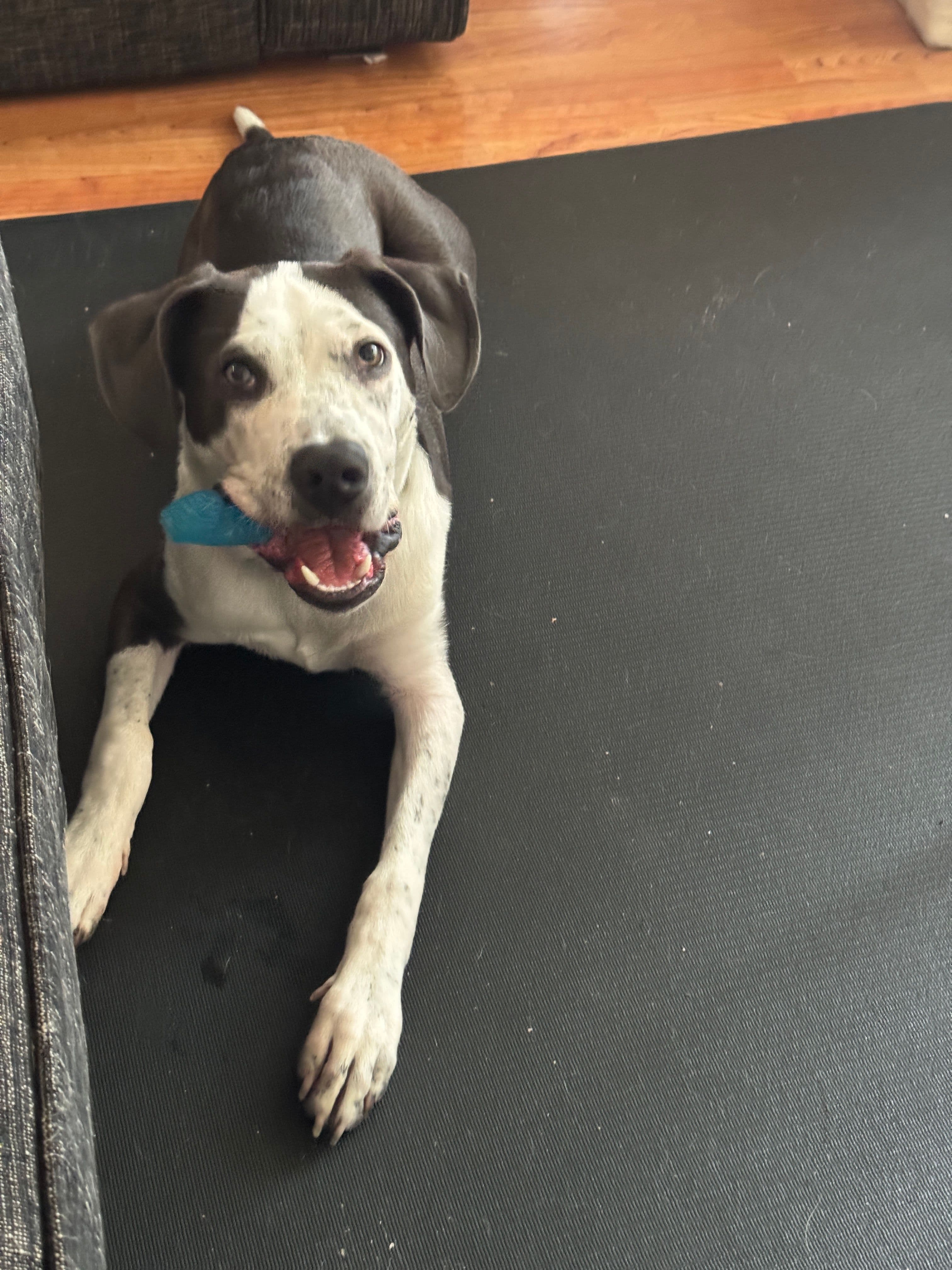 Goose chewing on his baby toy
