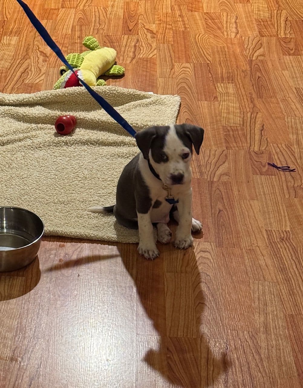 Grumpy Goose learning how to stay in place