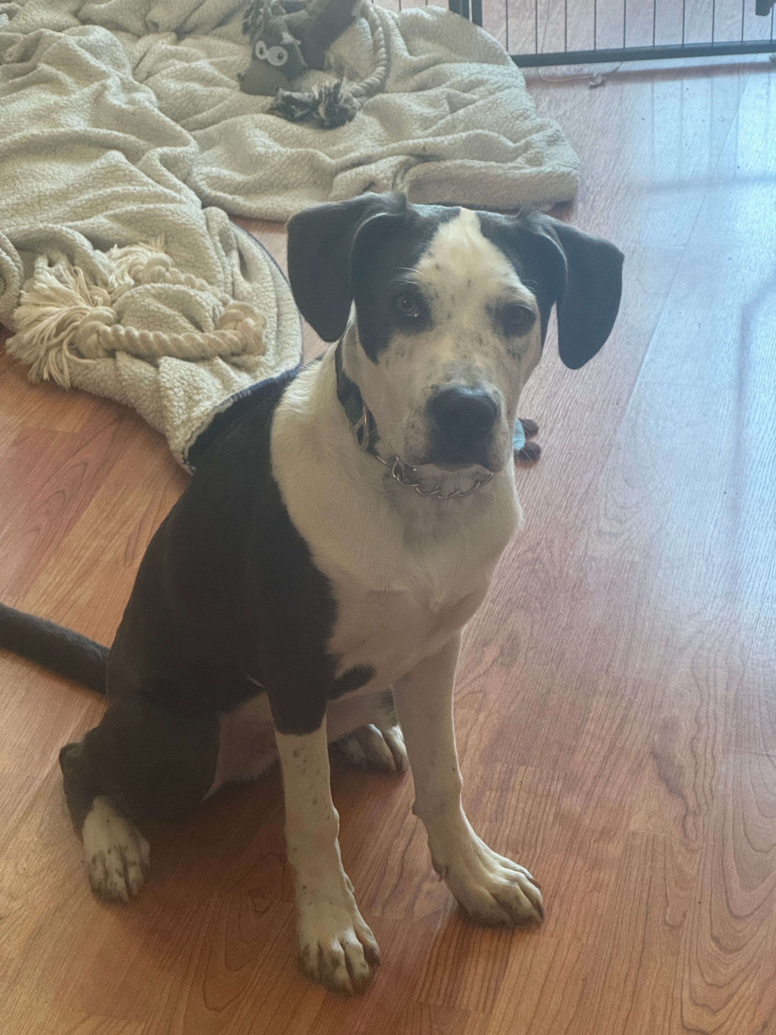 Goose being goose. Donkey in the back judging hard